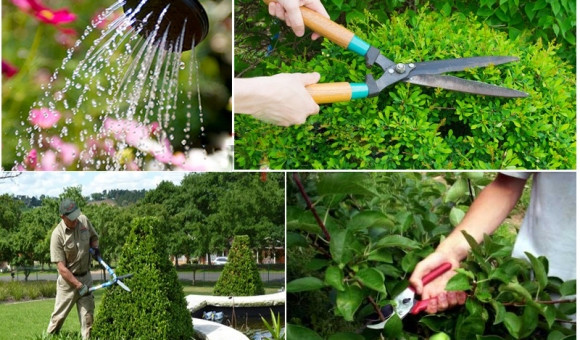 Chuyên Bảo Dưỡng Cảnh Quan