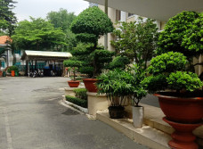 Bảo dưỡng cảnh quan Văn Phòng Sở Ngoại Vụ TP.HCM