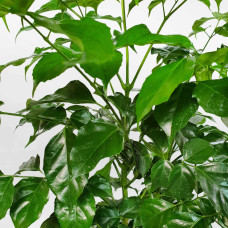 Cây hạnh phúc để sàn 2 tầng chậu sứ hoa văn